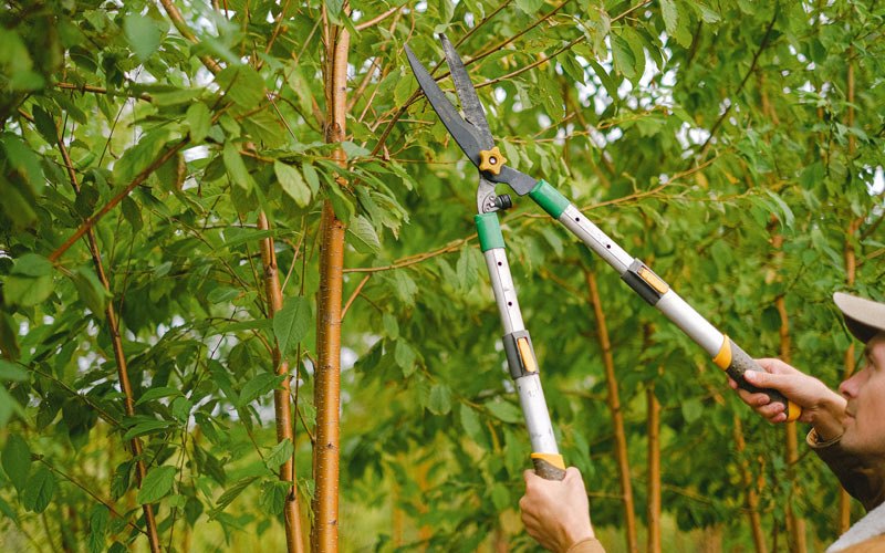 Tree trimming in Kiowa, OK