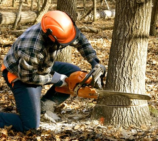 Tree Removal in Kiowa, OK
